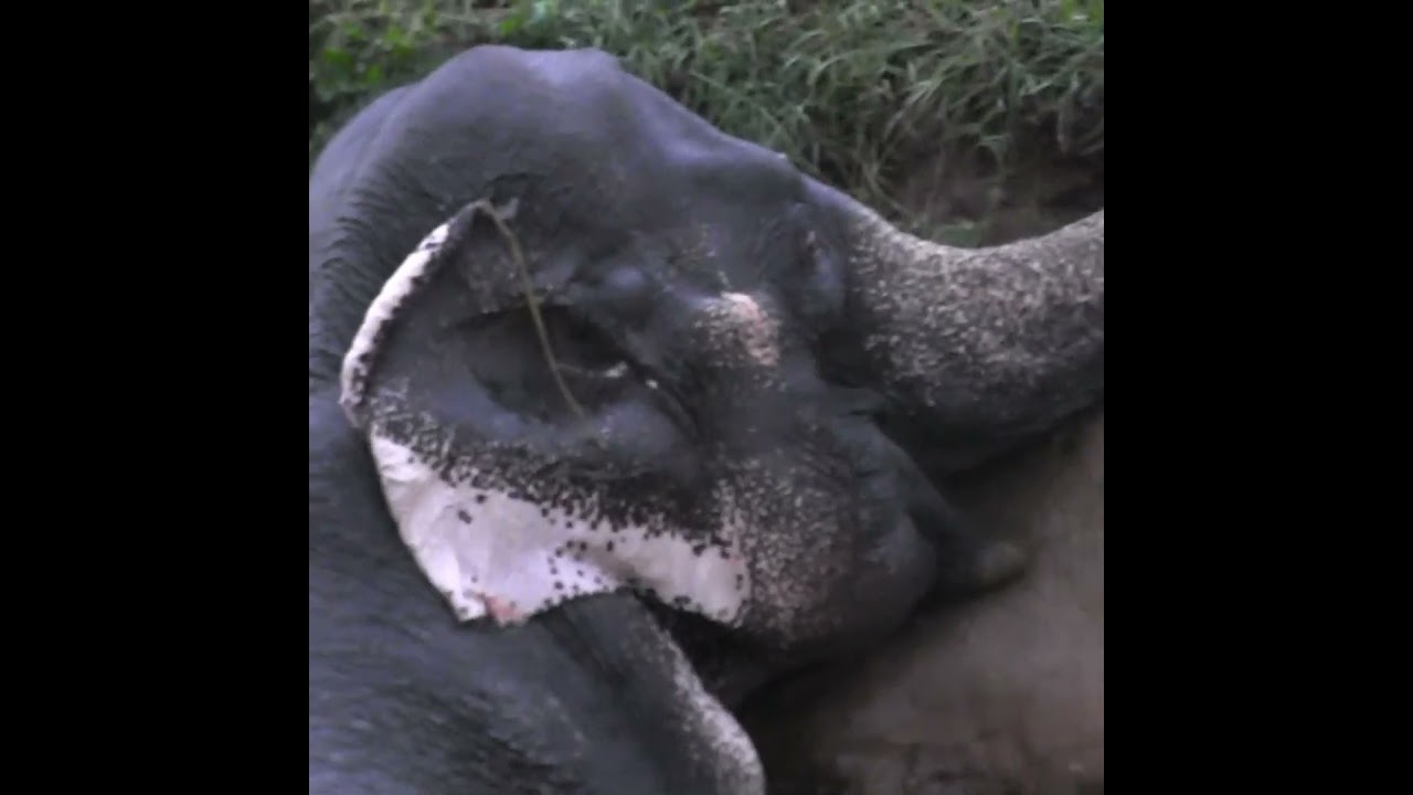 Wild Elephant Family Falls Into Well 🐘
