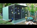 Amazing Parakeet Aviary Breeding - Our parakeets have laid eggs, Guide to Breeding Parakeets!