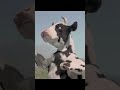 Kung Pow: Enter the Fist (4/5)MovieCLIP-Cow Fight(2026) HD