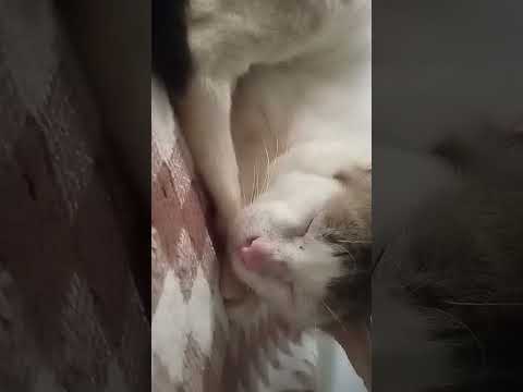 what a lazy cat. 🤣 #cat #funnycats #catlover #shortsfeed #trendingshorts #viralvideo
