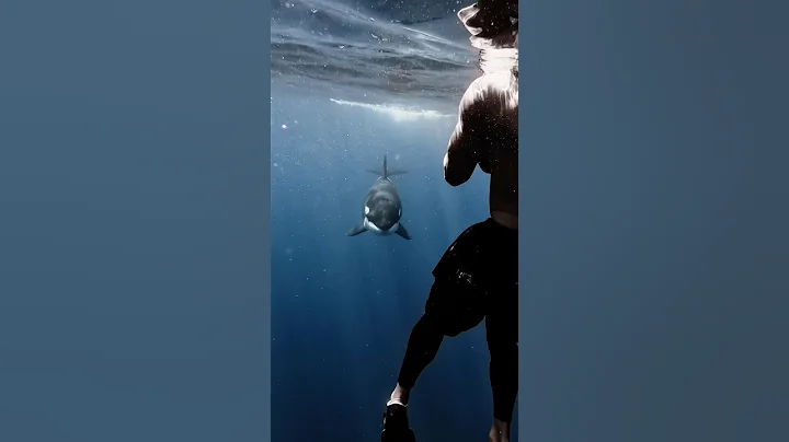 Mama Orca comes straight at us , says hello, smiles, and goes on her way 💙 #orca
