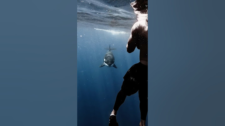 Mama Orca comes straight at us , says hello, smiles, and goes on her way 💙 #orca