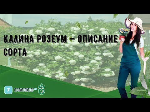 Видео: Калина обикновена Булденеж. Калина стерилна. Розеум. Стерилни. Розеум