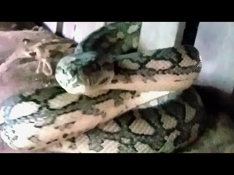 Grumpy Snake Tries To Strike Camera