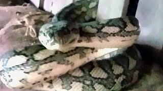 Celebrity Grumpy Snake Tries To Strike Camera Net Worth