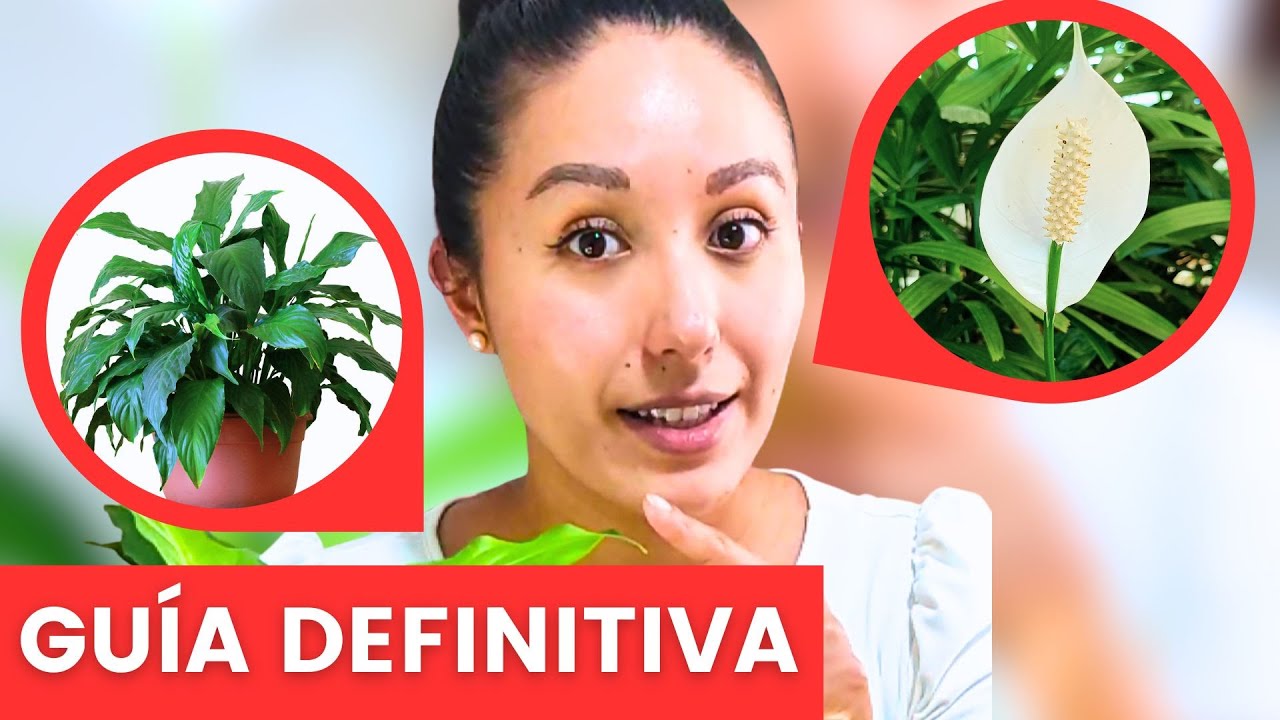 ¡Estás matando tu Cuna de Moisés sin darte cuenta! (Evita estos errores)