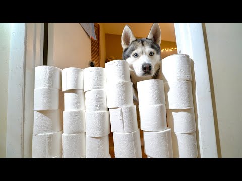 My Husky Reacts To The Toilet Paper Roll Challenge!