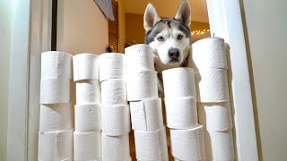 My Husky Reacts To The Toilet Paper Roll Challenge!