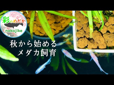 初心者メダカ飼育を秋から始めるとき気を付けたいこと Youtube