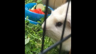 4 minutes and 21 seconds of Guinea pigs