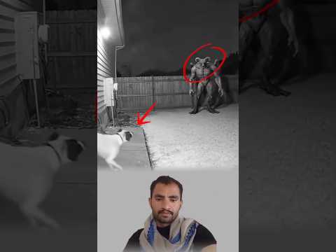 شعر الكلب يقف ونباحه ينقطع فجأة وهو يرى المخلوق يطفو فوق الأرض بعينين لا ترمش  