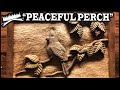 CARDINAL WOODCARVING - "PEACEFUL PERCH" - Relief wood carving a bird