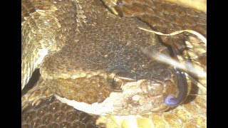 Rattlesnake Encounter