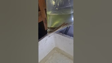 Cá lóc bông thái giá bao nhiêu