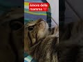 #cat #angel #amore#viralvideo @PrincessNikacat @GatinCrazy @Cat