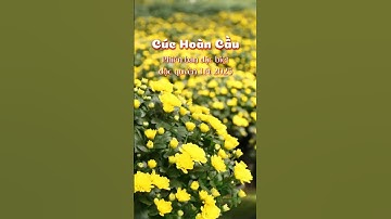 Cúc Hoàn Cầu - Phiên Bản Đặc Biệt Độc Quyền Tết 2025