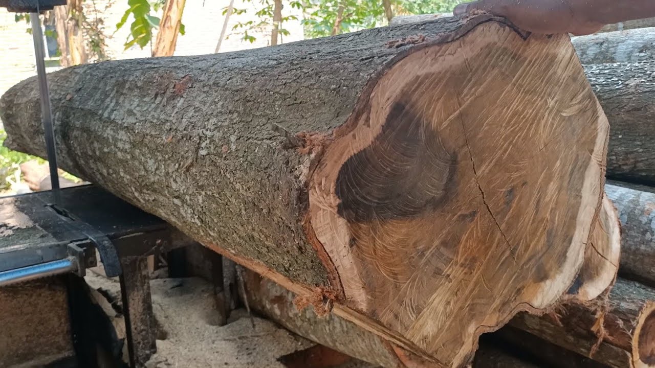 penggergajian kayu  akasia  super full galih oleh operator 
