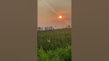 Mùi cỏ thơm, hương lúa non của vùng quê yên ả #đồngquêviệtnam #nature #chốnbinhyen