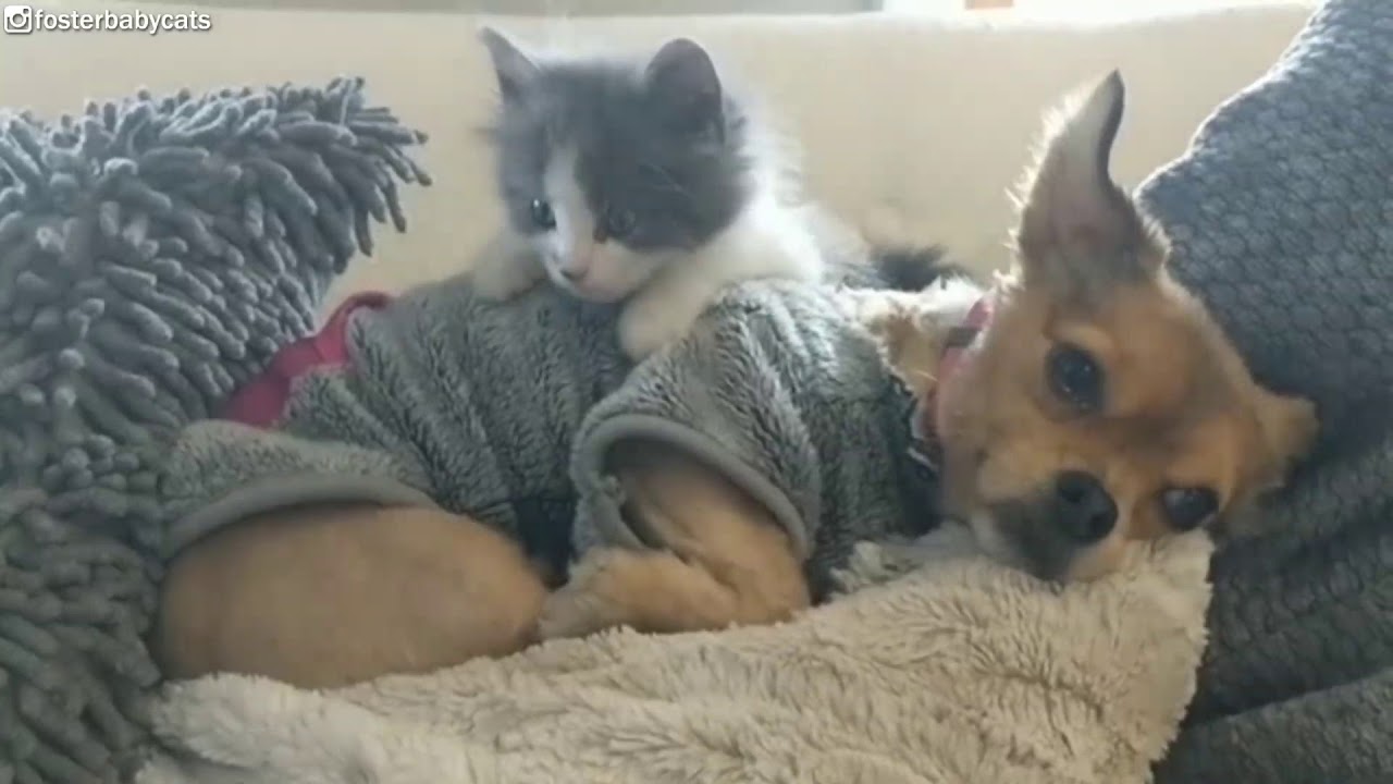 BEBEK KEDİ YAVRU KÖPEĞİN KULAĞIYLA OYUN OYNUYOR YouTube