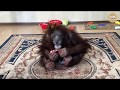 Орангутан Дана и гранат. Тайган. Крым | Orangutan Dana and the pomegranate.