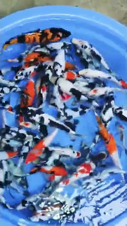 KOI SUPER HITAM PEKAT HARGA SELANGIT Ready