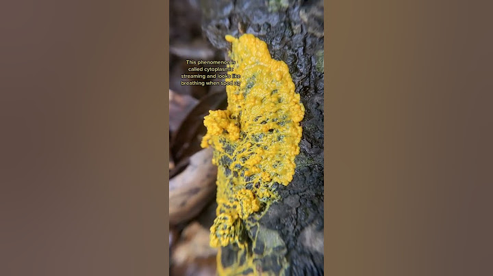 Insane Plasmodial Pulsing: How I Film Slime Mold Time Lapses on my iPhone