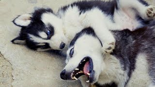 Husky Puppy Playing Viciously With Other Husky Dog by Miss Aww 1,303 views 1 year ago 8 minutes, 12 seconds