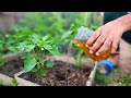 Make magic compost tea at home your plants will go crazy