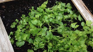 How to Grow Cilantro in the Hot Summer Months - Square Foot Gardening