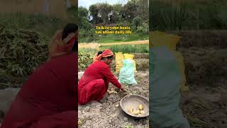 Himachali homestay experience | slow travel #homestaysofindia #travelstories #himachaltourism