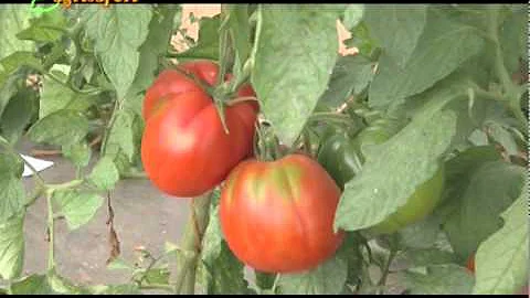 Quale insetto buca i pomodori?