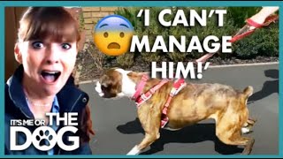 Walking Aggressive Boxer Leaves Owner Physical Pain😱 | It&#39;s Me or the Dog