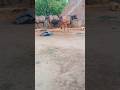 #Vinay pratap dairy farm #viral trending #video