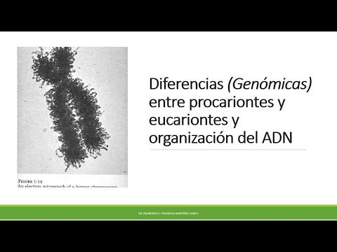 Vídeo: Diferencia Entre Genoma Procariota Y Eucariota