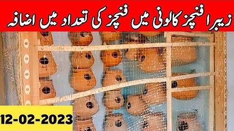 New Zebra Finches Entry In My Setup | Mini Zoo