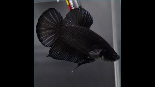 ベタ 熱帯魚 生体 プラカット ジャイアント ブラック オス2023