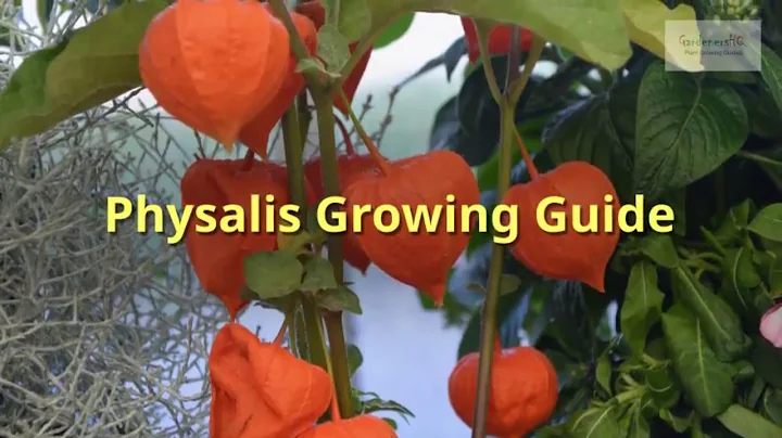 Physalis Growing Guide (Chinese lanterns) by GardenersHQ - DayDayNews