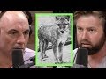 Searching for the Tasmanian Tiger | Joe Rogan & Forrest Galante