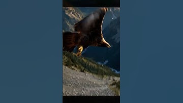 A golden eagle glides through mountain valleys #GoldenEagle #EagleFlight #WildlifeVideo #BirdsOfPrey