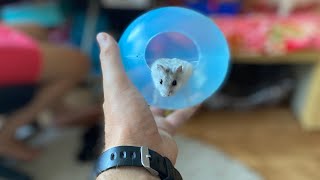 Gave the hamster a ball for a walk! You will be stunned by his reaction. 🐹