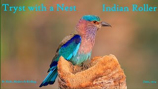 Indian Roller: Tryst with a Nest #birds #birders #birding