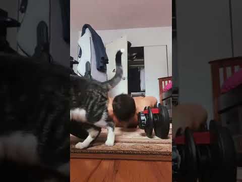 Cat Disrupts Dude's Workout || ViralHog