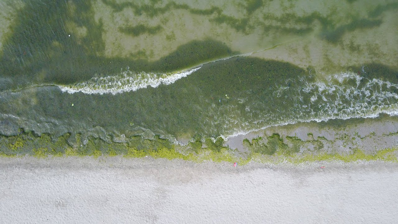 Caddebostan ve Menekşe plajlarında yosunlar kirlilik sinyali