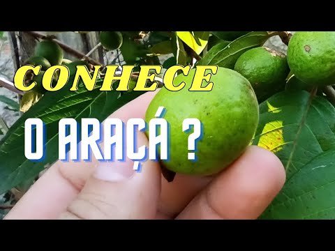 Vídeo: O que é fruto de araca?