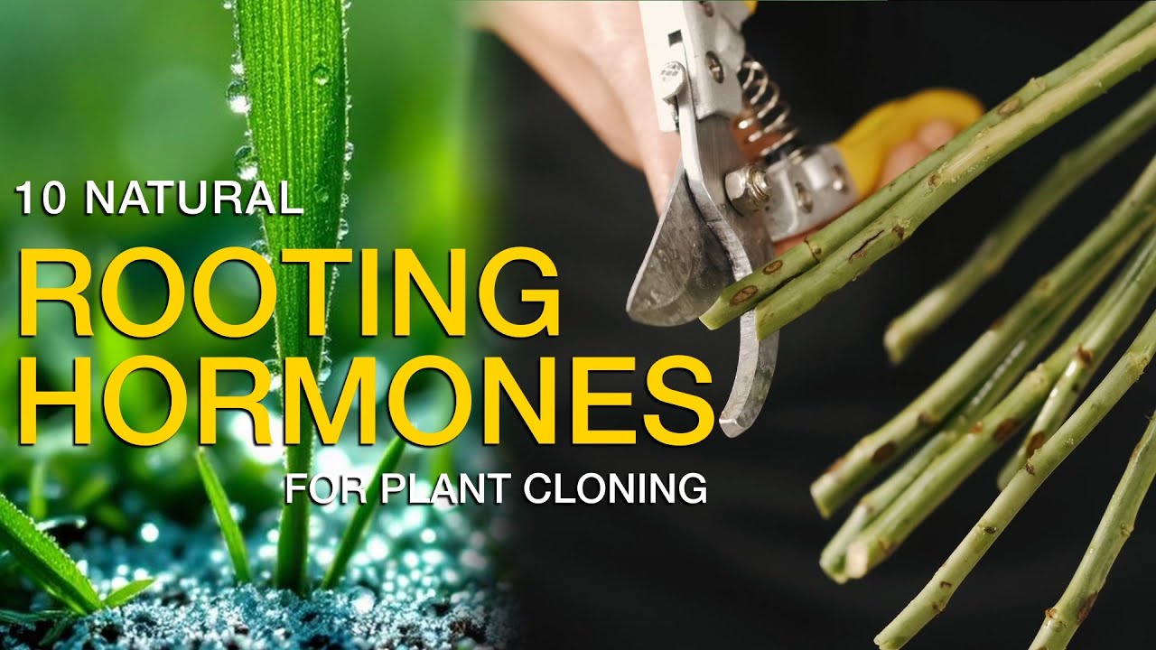 10 ROOTING HORMONES| Natural Rooting Stimulants for Gardening - YouTube