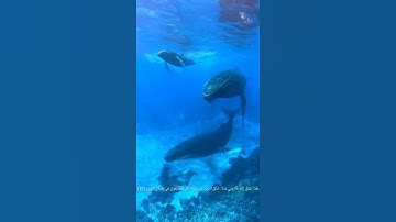 الآية 11 من سورة لقمان بصوت القارئ اسلام صبحي (هذا خلق الله)