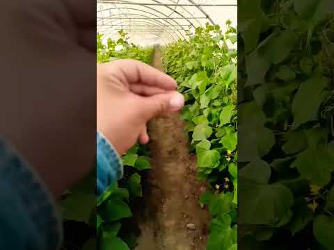الزراعه الخريفية لمحصول الخيار في البيوت البلاستيكية