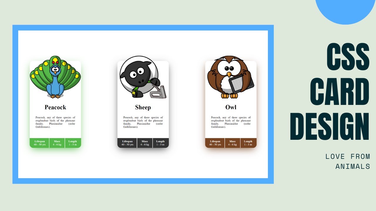 CSS Card | Animals Card Design with HTML and CSS - YouTube