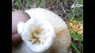видео Полезный совет о том, что делать с червивыми  белыми грибами