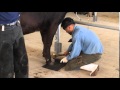 Japan 56th annual hooftrimmers competition in region akita